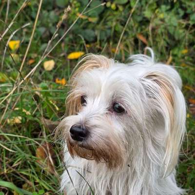 Hundetreffen-Spiel und Spazierpartner-Bild