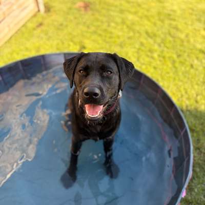 Hundetreffen-Spielpartner gesucht ✨-Bild
