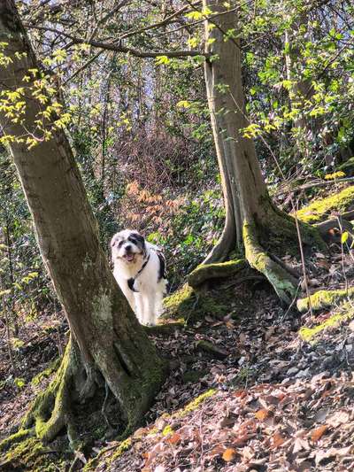 Spinone Italiano & Segugio Italiano im Sauerland-Beitrag-Bild