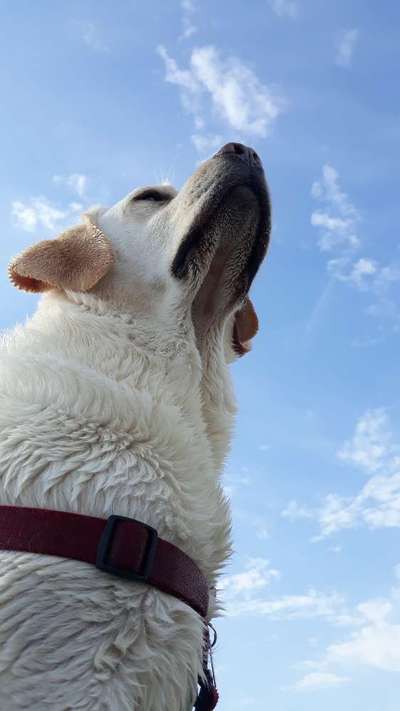 Die Dogorama Kalender Challenge Teil 3/4-Beitrag-Bild