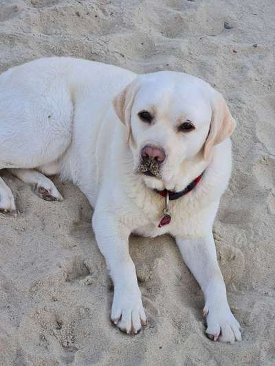 Wo sind meine Labrador Freunde-Beitrag-Bild