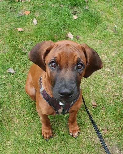 Rhodesian Ridgeback-Beitrag-Bild