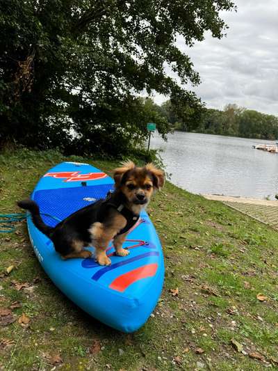 Hundetreffen-Suche Spiel- und Spaziergefährten im Duisburger Süden-Bild