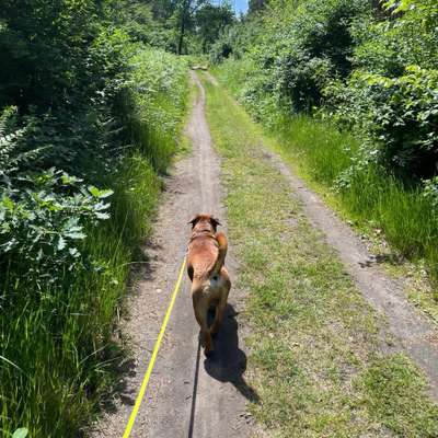 Hundetreffen-Gassi-Runde/Playdate-Bild