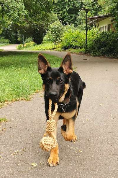 Hundetreffen-Hundefreunde zum Gassi gehen und Spielen gesucht 😊-Bild