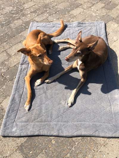 Podenco/Mischlinge hier? :-)-Beitrag-Bild
