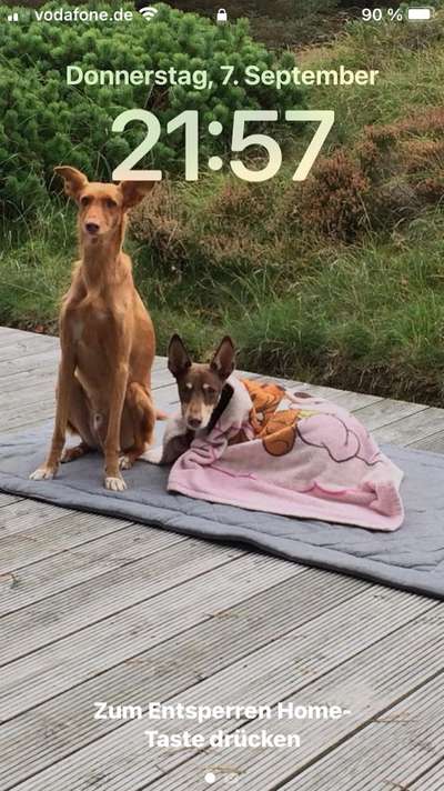 Windhunde - Treffen der besonderen Schönheiten
HERZLICH WILLKOMMEN-Beitrag-Bild