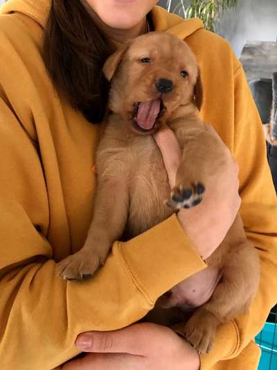 Labradorfans-Beitrag-Bild