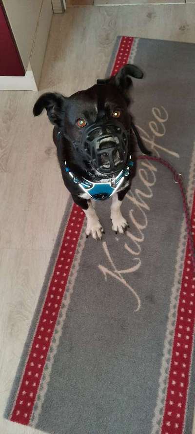 Maulkorb rauf - Vorurteile runter-Beitrag-Bild