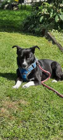 Unsere Fellnasen-Vielfalt im Überblick!-Beitrag-Bild