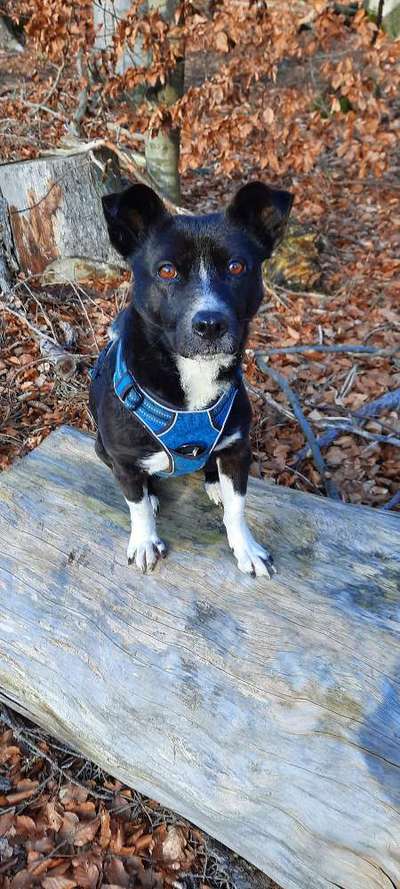 Wie kamst du zu deinem Hund?-Beitrag-Bild