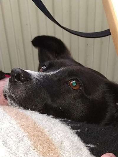 Dogorama Photo Challenge - Details Ganz nah-Beitrag-Bild