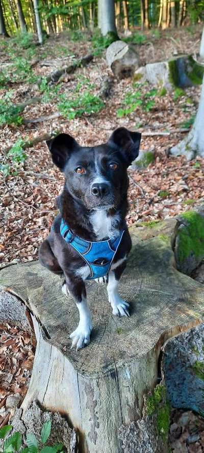 Unsere Fellnasen-Vielfalt im Überblick!-Beitrag-Bild