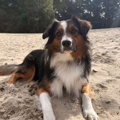 Hundetreffen-Spielen,Üben,Spazieren-Bild
