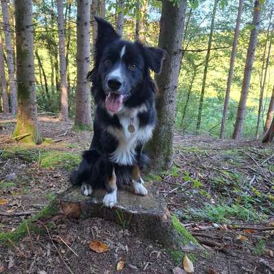 Hundetreffen-Sozial Walk / Spielkameraden-Bild