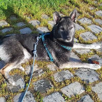 Hundetreffen-Festwiese gegenüber Hegelgymnasium-Bild