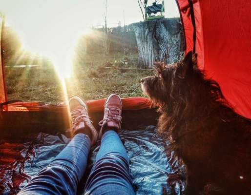 Hunde blogger-Beitrag-Bild