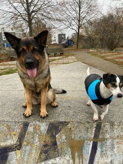 Bester Freund, Hundekumpel - zeigt her!-Beitrag-Bild