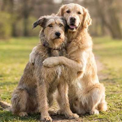 Hundetreffen-Liebevolle Hundebetreuung von Privat an Privat gesucht?-Bild