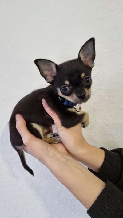 Wie kamst du zu deinem Hund?-Beitrag-Bild