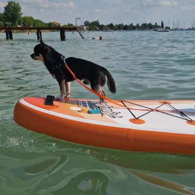 Wie kamst du zu deinem Hund?-Beitrag-Bild