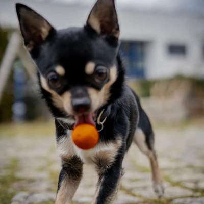 Wie kamst du zu deinem Hund?-Beitrag-Bild