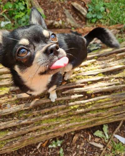 Wie kamst du zu deinem Hund?-Beitrag-Bild