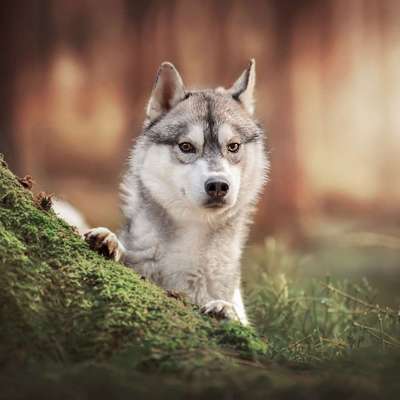 Hundetreffen-Nordische Hunde Spieltreffen 🐺-Bild