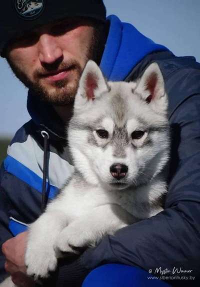 Welpen Bilder !-Beitrag-Bild