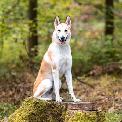 Hundetreffen-Sozialisierungs- und Spieltreff-Bild