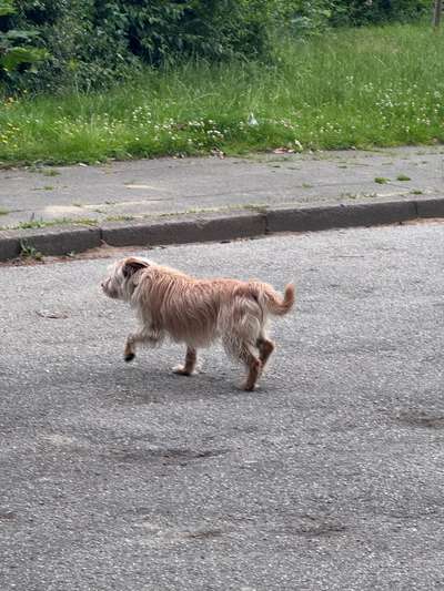 Giftköder-Hund gefunden-Bild