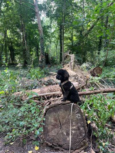 Hundetreffen-Hundefreunde gesucht-Bild