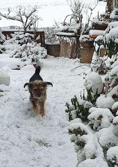 Dogorama Photo Challenge - Winterstimmung-Beitrag-Bild