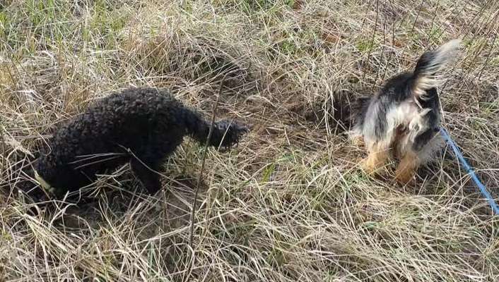 Dogorama Photo Challenge - Buddeln-Beitrag-Bild