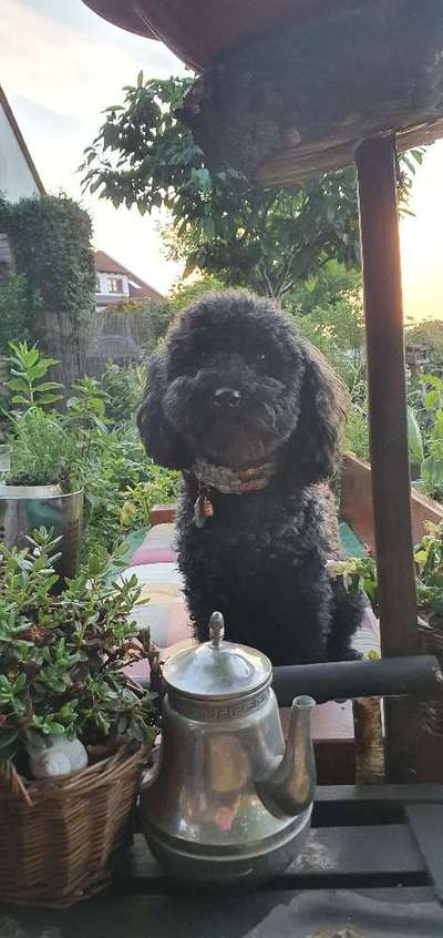 32. Collagen Challenge - eure liebsten gestellten Fotos-Beitrag-Bild