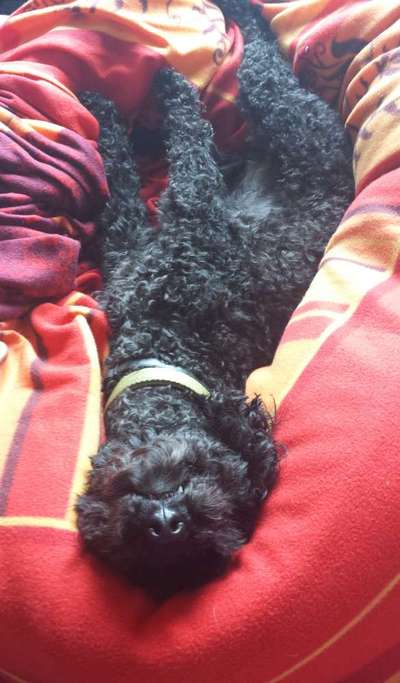 Dogorama Photo Challenge - Wälzen-Beitrag-Bild