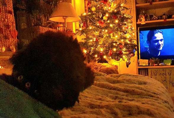 Dogorama Photo Challenge - Wir schauen fern (TV)-Beitrag-Bild