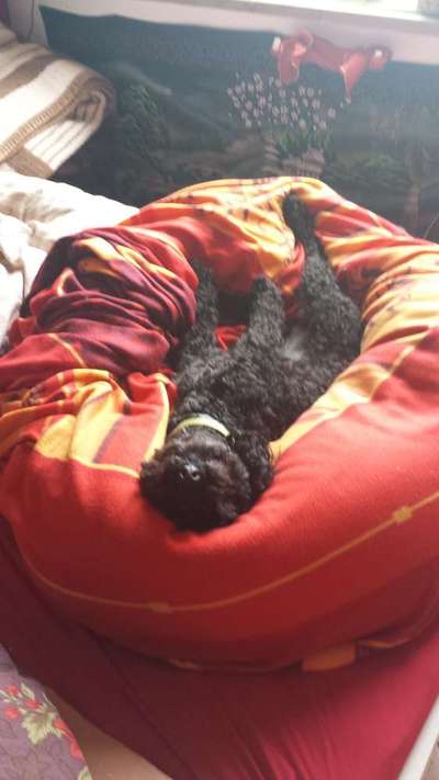 Hands,äh Pfoten up in the Air-Beitrag-Bild