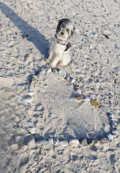 Dogorama Photo Challenge - Herzenshund-Beitrag-Bild