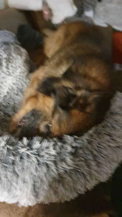 Zeigt her; eure "zu gross geratenen Schosshunde"-Beitrag-Bild