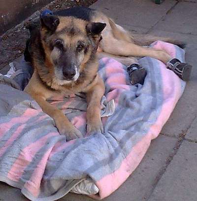 Deutsche Schäferhunde, Belgische Schäferhunde.-Beitrag-Bild