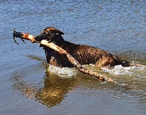 Dogorama Photo Challenge - Hündische Haushaltshilfe-Beitrag-Bild