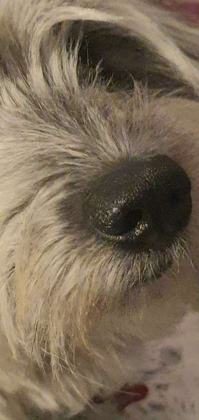 Zeigt her eure Hundenasen-Beitrag-Bild