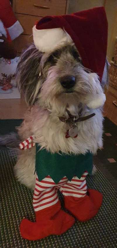 33. Handy Foto Challenge - Verkleidung deines Hundes-Beitrag-Bild