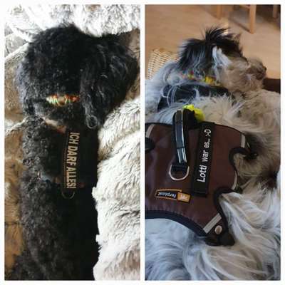 Hunde Memes-Beitrag-Bild