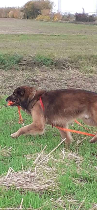 19. Handy - Foto - Challenge-Beitrag-Bild