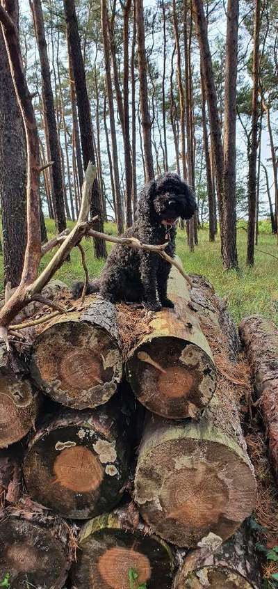 Wald Bild-Beitrag-Bild