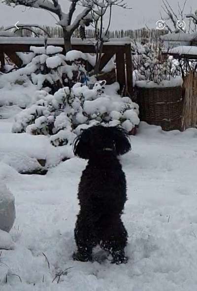 Dogorama Photo Challenge - Winterstimmung-Beitrag-Bild