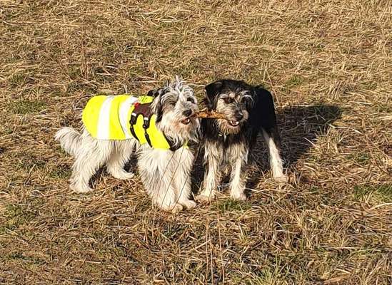 Bester Freund, Hundekumpel - zeigt her!-Beitrag-Bild