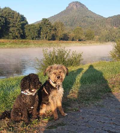 Dogorama Photo Challenge - Nebel-Beitrag-Bild